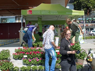 ProSpecieRara Setzlingsmarkt ProSpecieRara Setzlingsmarkt in WeggisProSpecieRara seedling market in WeggisMarché aux plantons ProSpecieRara à Weggis