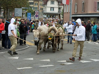 Viehausstellung Herbstmarkt Geschmückte Kühe laufen durch WeggisDecorated cows walk through WeggisDes vaches décorées traversent Weggis