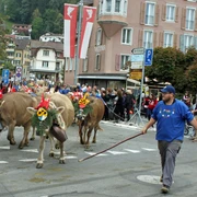 Livestock exhibition Autumn market Geschmückte Kühe laufen durch WeggisDecorated cows walk through WeggisDes vaches décorées traversent Weggis