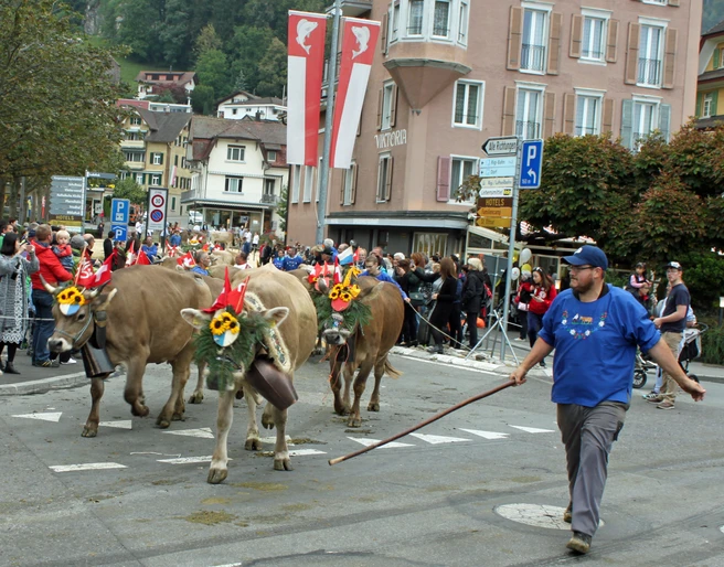 Viehausstellung Herbstmarkt Geschmückte Kühe laufen durch WeggisDecorated cows walk through WeggisDes vaches décorées traversent Weggis