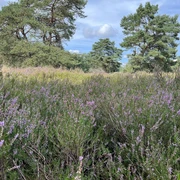 Hügelgräberheide Kirchlinteln Lila Heideblüten wogen sanft im Wind, gesäumt von vereinzelt stehenden Kiefern unter blauem Himmel.
