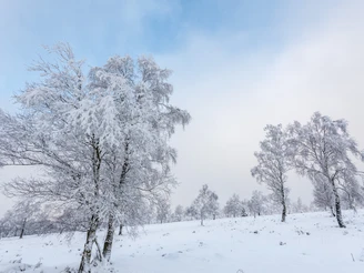 Struffelt Heide im Winter