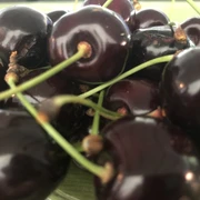 Kirschen 2 Frische, dunkelrote Kirschen mit grünen Stielen eng beieinander auf einer glatten Oberfläche.