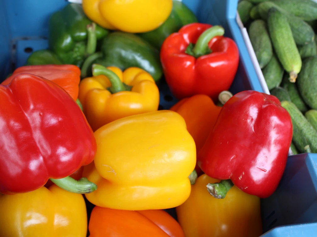 Obst & Gemüse (12) Verschiedene bunte Paprikaschoten in Rot, Gelb und Grün neben kleinen, frischen Gurken.