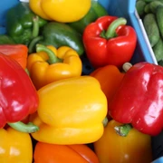 Obst & Gemüse (12) Verschiedene bunte Paprikaschoten in Rot, Gelb und Grün neben kleinen, frischen Gurken.