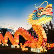 China Lights at Cologne Zoo Ein prächtiger, leuchtender chinesischer Drache windet sich in den Abendhimmel im Kölner Zoo.A magnificent, glowing Chinese dragon winds its way into the evening sky at Cologne Zoo.
