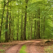 Blick in Buchenhochwald mit einzelnen Eichen_H.Berthold.JPG