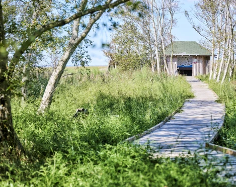 SchwimmendesMoor_FlorianTrykowski