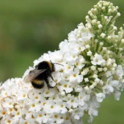 medizinwald-p (Detlef Otte).jpg Hummel sitzt auf weißen Blüten und sammelt Nektar