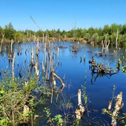 Moorlandschaft, Bargerveen ©Naturpark Bourtanger Moor (1).jpg