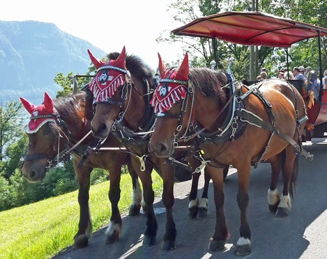 Pferdekutschenfahrt in Weggis Kutsche auf RundfahrtCarriage on a round tripCalèche en tournée