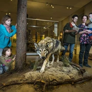Oberlausitzausstellung Wolf
