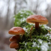 Pilze im Winter.jpg