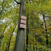 Friedenseiche im Hövelhofer Wald Friedenseiche im Hövelhofer Wald, markant mit Tafeln, umgeben von herbstlich gefärbtem Laub.