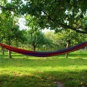 Obstgarten_Haseldorf.jpg