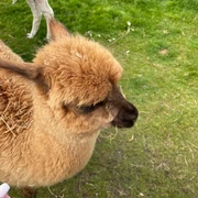 kleines Lama
