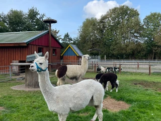 Lamas