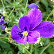Galmeiveilchen | Naturschutzgebiet Bleikuhlen