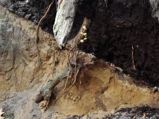 Bodenprofil_Sandmischkultur_FullenerWaldweg(c)van_den_Ham.JPG