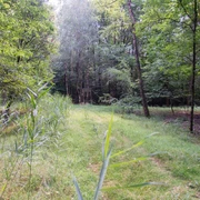 TWI042_Sandmischkultur_in_Schraeglage_FullenerWald_AnjaPoker3.jpg