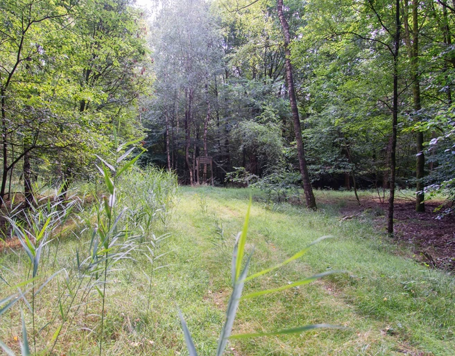 TWI042_Sandmischkultur_in_Schraeglage_FullenerWald_AnjaPoker3.jpg