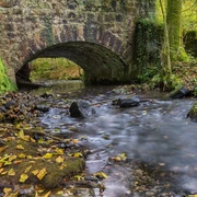 11215-Wald-Silberbachtal.jpg Steinbrücke über fließenden Bach im Silberbachtal, umgeben von moosbewachsenen Bäumen und Laub.