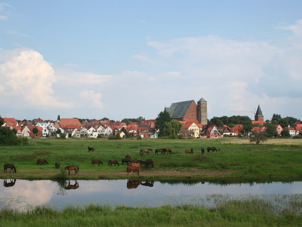 Reiterstadt Verden-Nachbarstaedte-Mittelweser-Region Eine grüne Wiese mit weidenden Pferden, im Hintergrund die Silhouette der Stadt Verden mit Kirchturm.