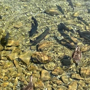 Forellen Forellen und Enten schwimmen im klaren Wasser über einem steinigen Flussbett.