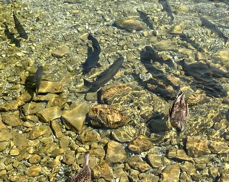 Forellen Forellen und Enten schwimmen im klaren Wasser über einem steinigen Flussbett.