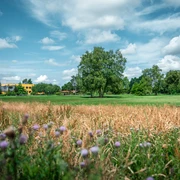 Blühwiese im Kurpark.jpg