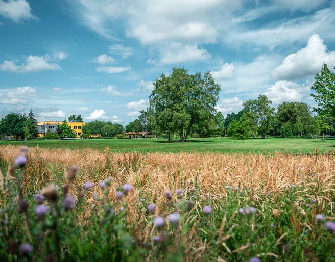 Blühwiese im Kurpark.jpg
