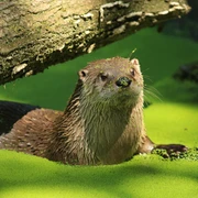 Fischotter WildtierPark Edersee