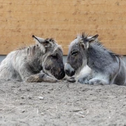 Torgauer Arche Zwergesel