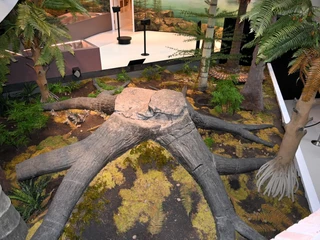 Sigillaria Sigillaria im Museum am SchölerbergSigillaria in the Museum am SchölerbergSigillaria in het Museum am Schölerberg