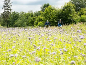 Biker in blühender Wiese
