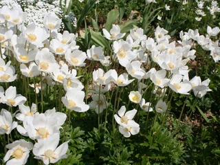 20110311 Weisser Garten Naumburg Heimarshausen