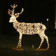 Reh beleuchtet