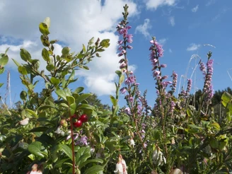 Heidekraut und Preiselbeeren