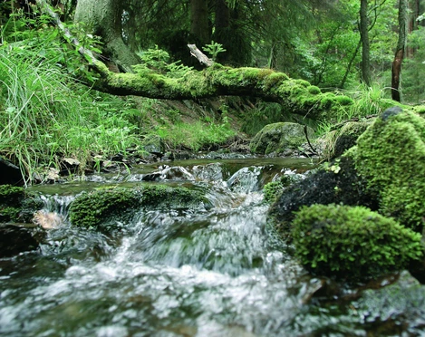 Quelle mit Moos im Wald bei Willingen