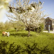 Monheim am Rhein - Siedlung, Landschaft und Kultur Blühende Kirschbäume auf einer Wiese, im Hintergrund ein historisches Gebäude in Monheim am Rhein.