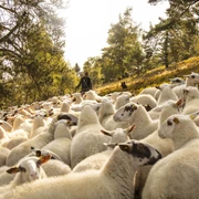 Schafe in der Hochheide