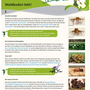 Infotafel Station 2 Waldfeenpfad