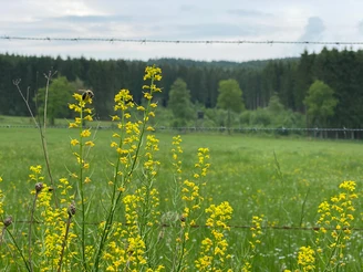 Wiese am Silberbachtal