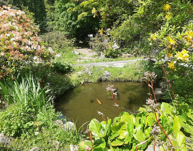 Forellengut Herzberger