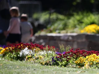 Blütenpracht im Kurpark Königstein