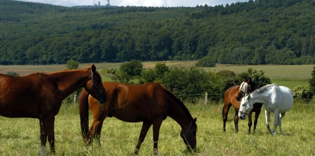 Pferdekoppel am Heisterbacher Hof