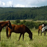 Pferde auf der Koppel