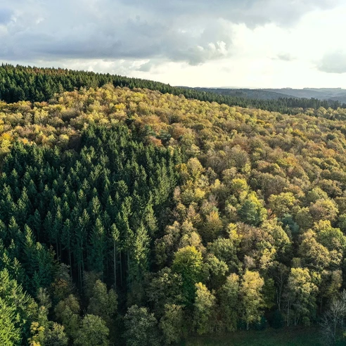 Der Sauerländer Wald ist Thema dieses Wanderweges