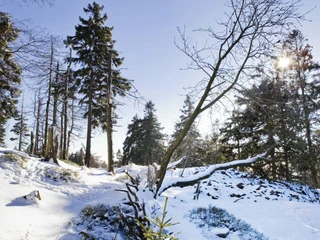 Der Altkönig im Winter