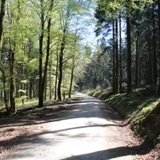 Relikte des Limes im Wald bei Glashütten